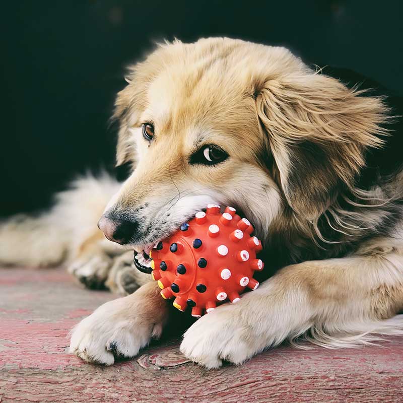 Private dog behaviour training Christchurch