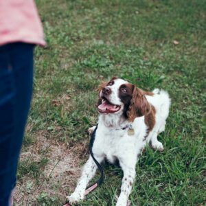 Private dog training Christchurch