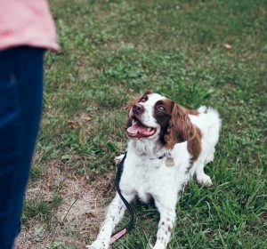 Private dog training Christchurch